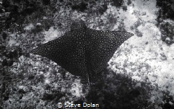 Eagle Ray gliding below in Cozumel Mexico by Steve Dolan 